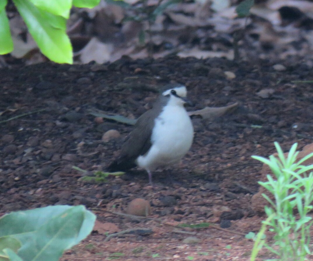 Tambourine Dove - ML43454861