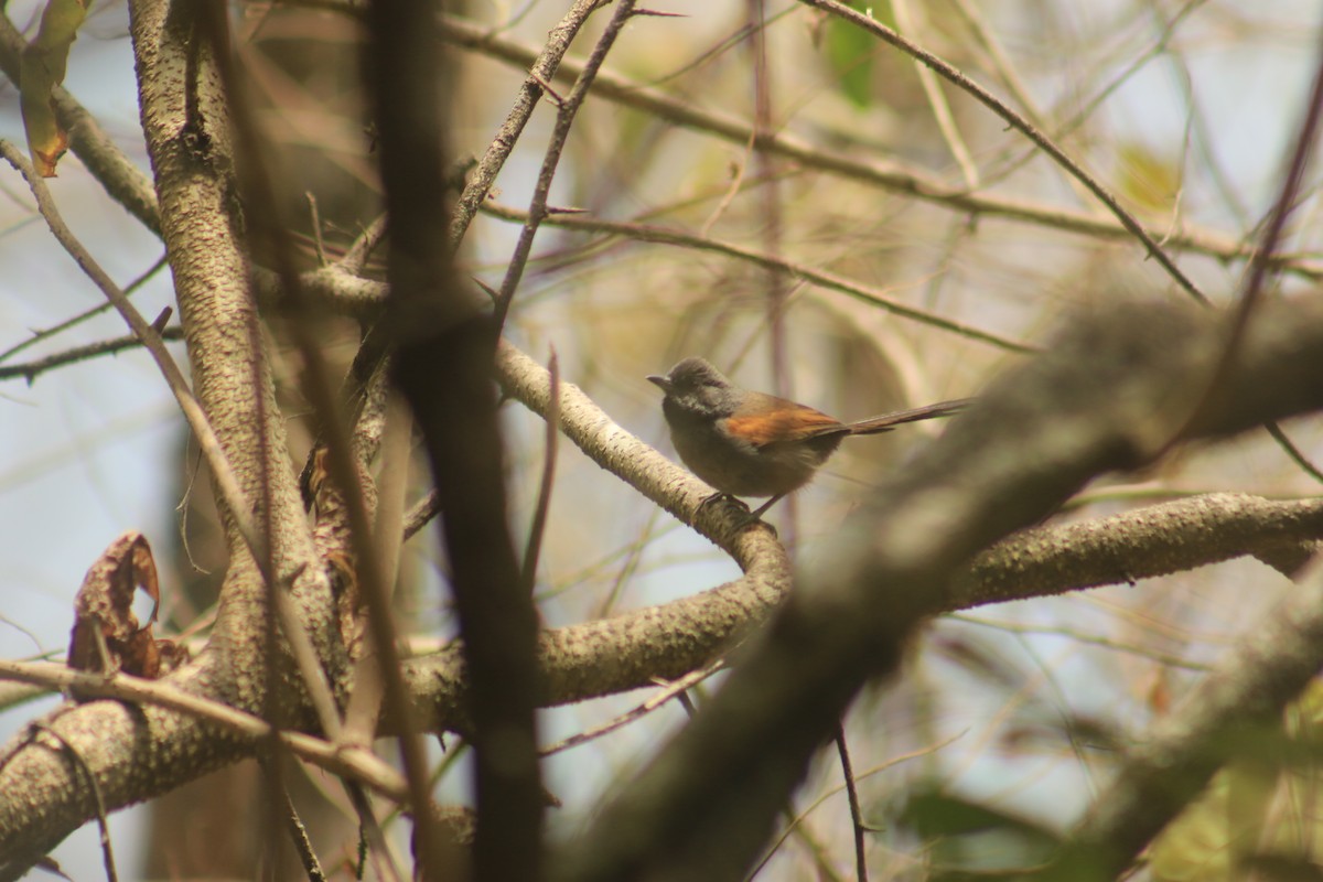 Blackish-headed Spinetail - Jorge Novoa - CORBIDI