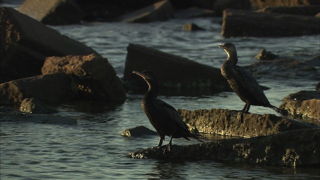 Neotropic Cormorant - ML434549