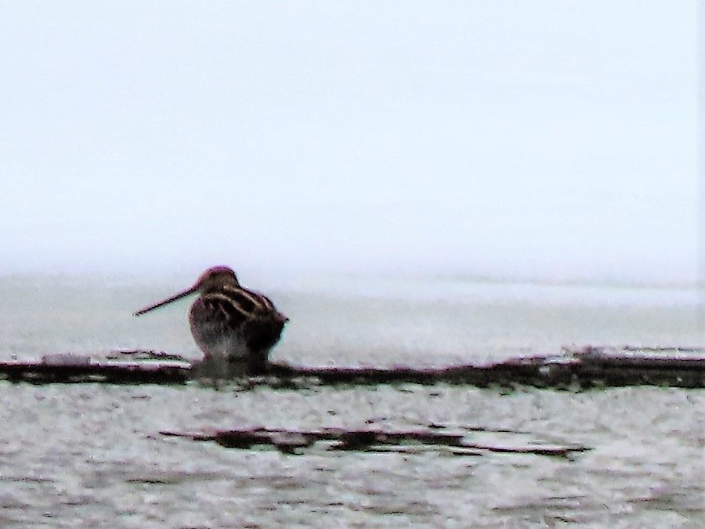 Wilson's Snipe - ML434549861