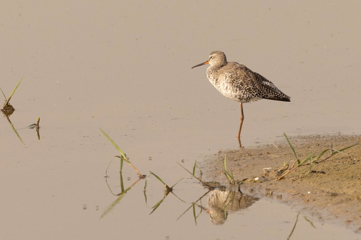 Spotted Redshank - ML434550541