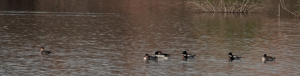 Red-breasted Merganser - ML434550911