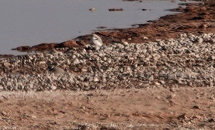 Snowy Plover - Bird Idiot