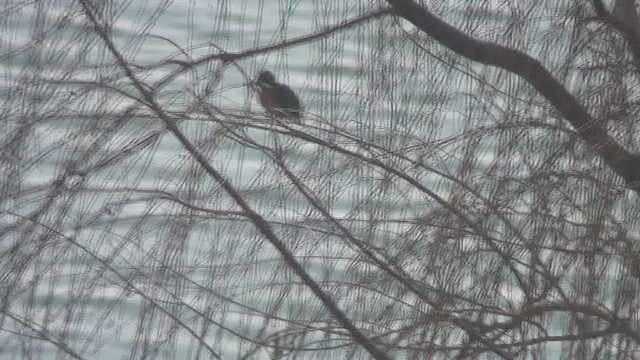 Eisvogel - ML434551651
