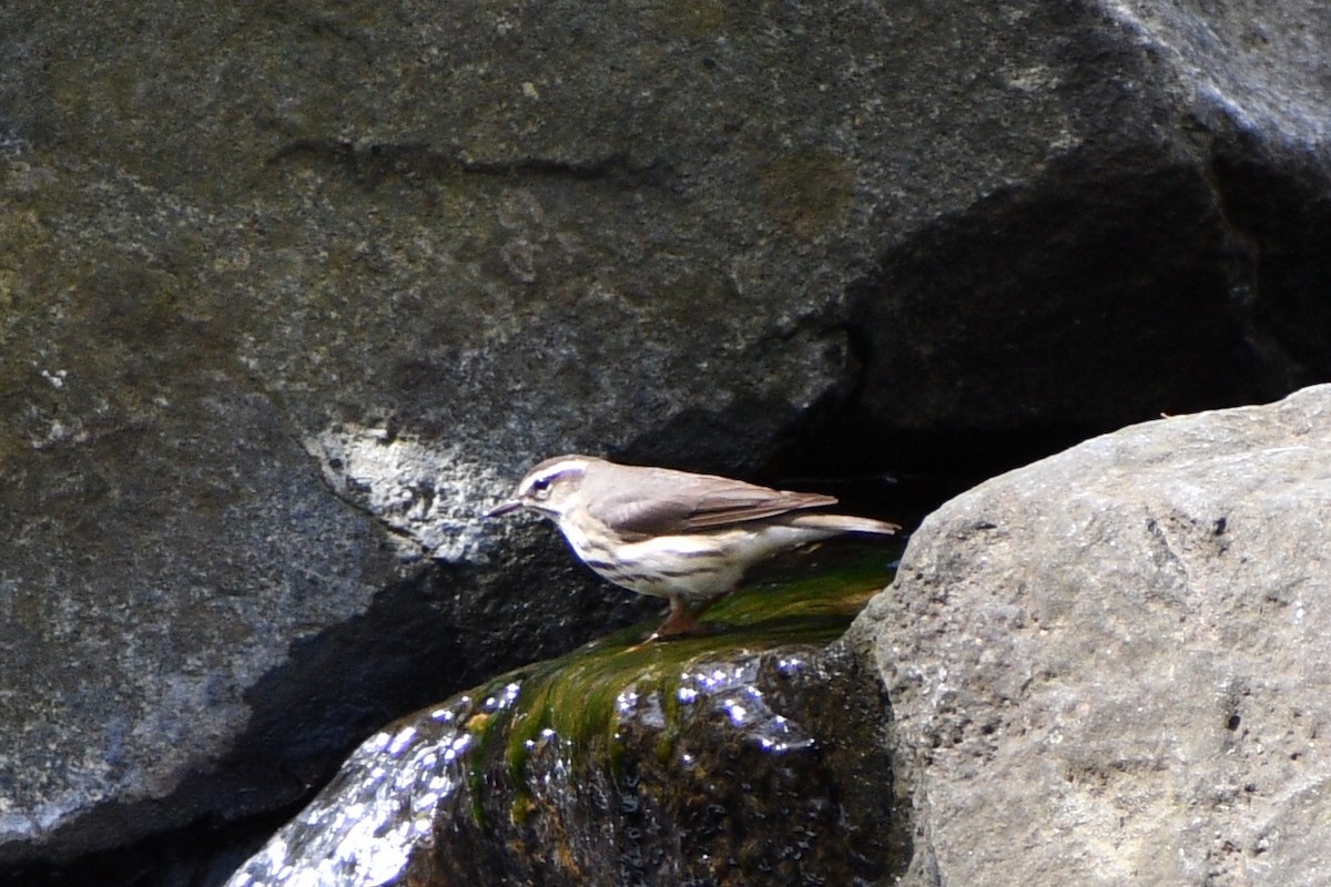strømparula - ML434552201