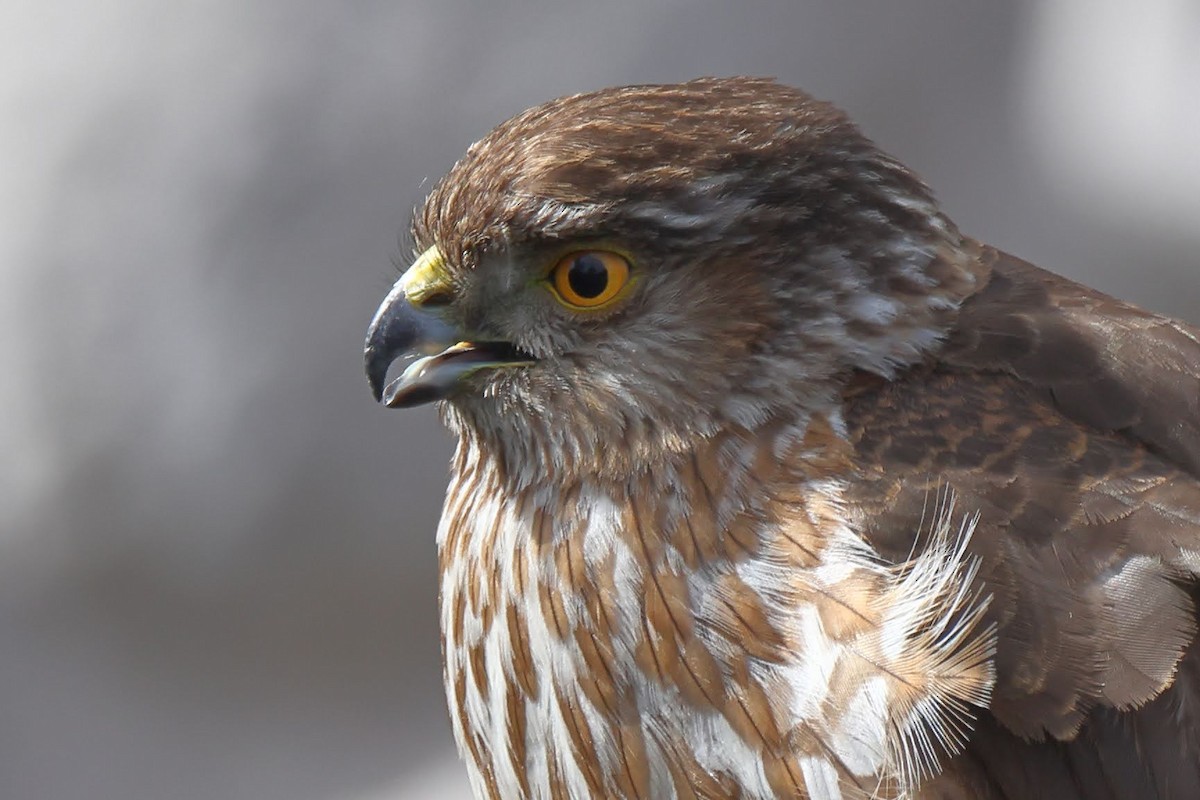 Sharp-shinned Hawk - ML434553241