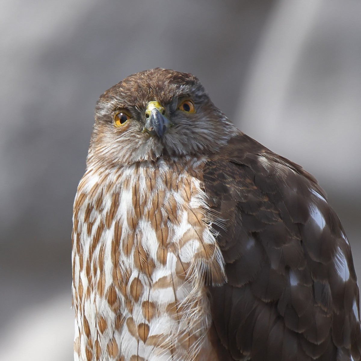 Sharp-shinned Hawk - ML434553261