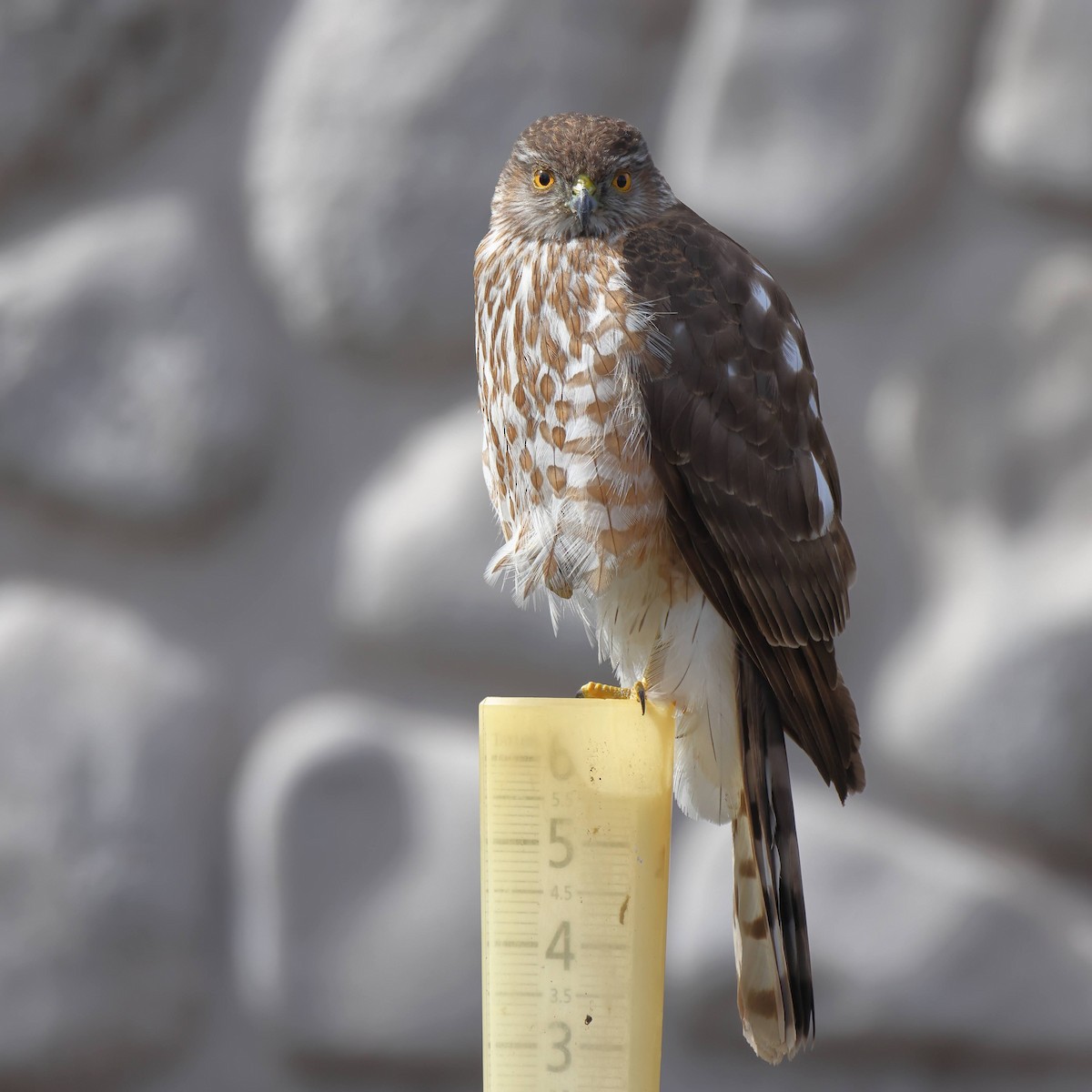 Sharp-shinned Hawk - ML434553351