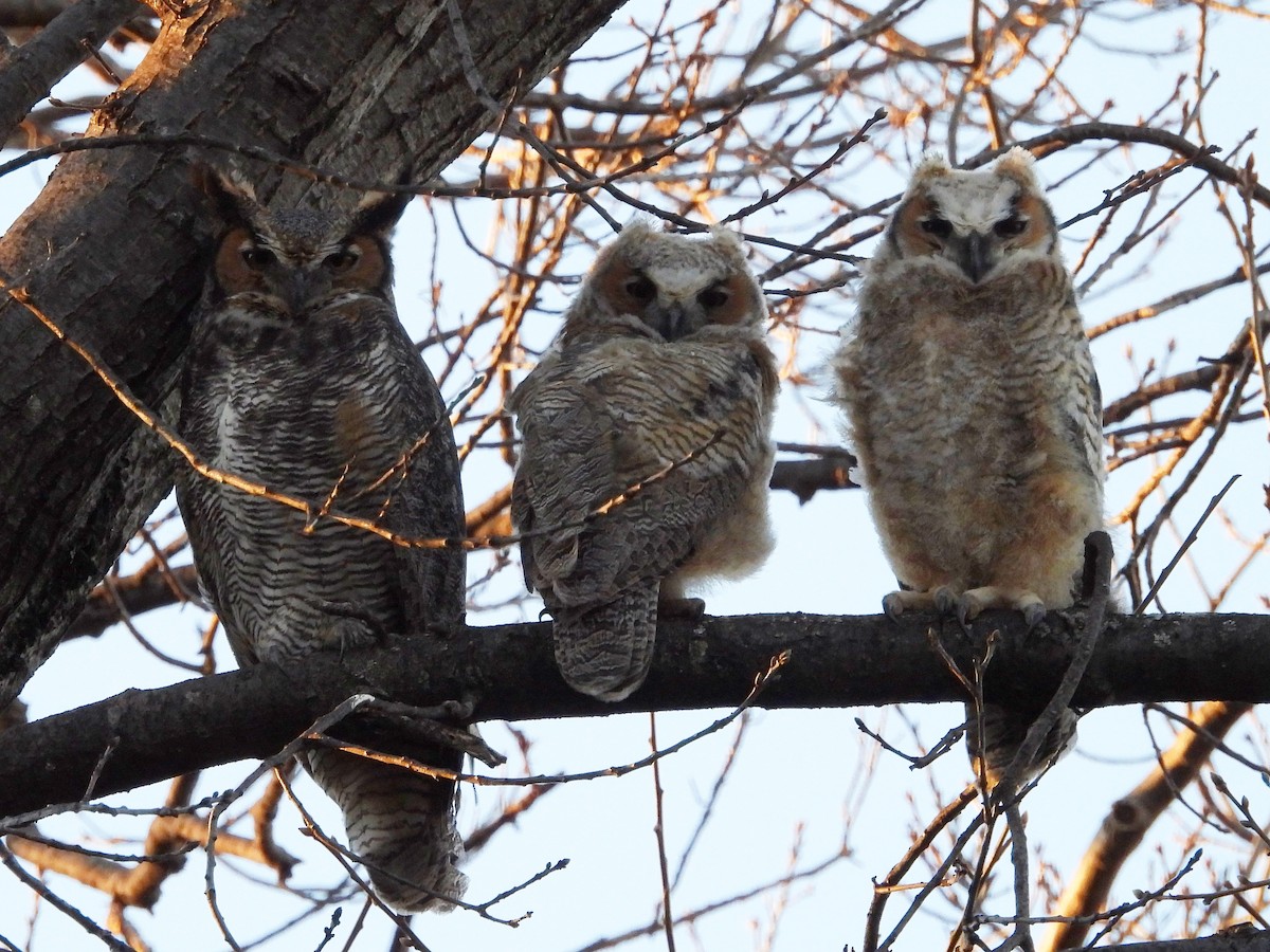 Great Horned Owl - ML434554051