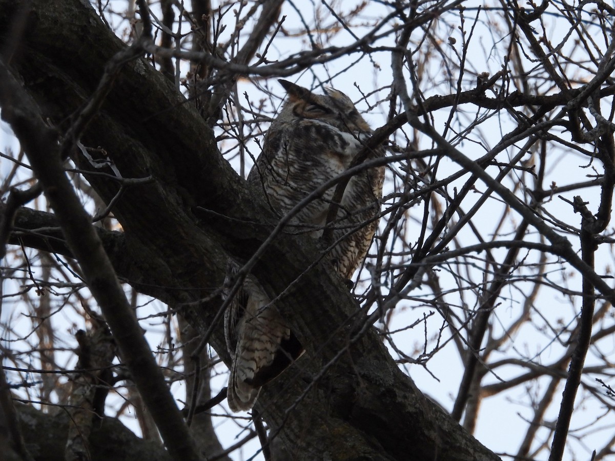 Great Horned Owl - ML434554181