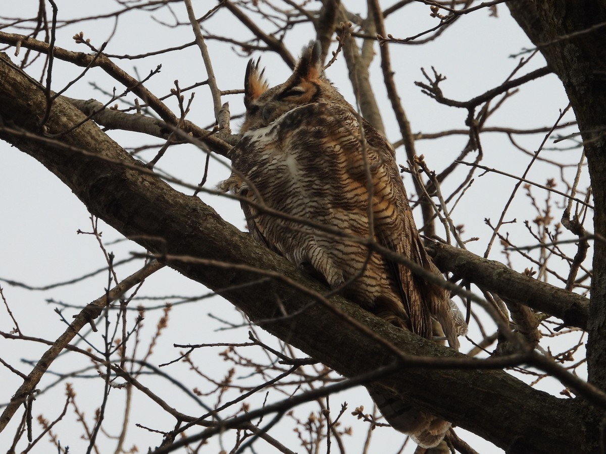 Great Horned Owl - ML434554461
