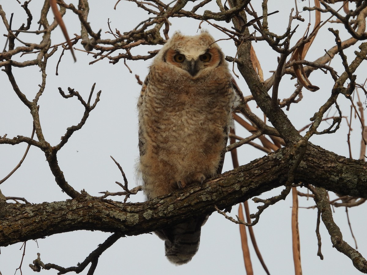 Great Horned Owl - ML434554471