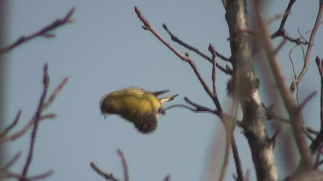 Eurasian Siskin - ML434555551