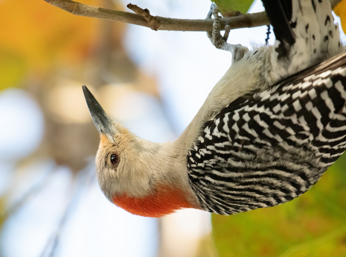 Red-bellied Woodpecker - ML434555811