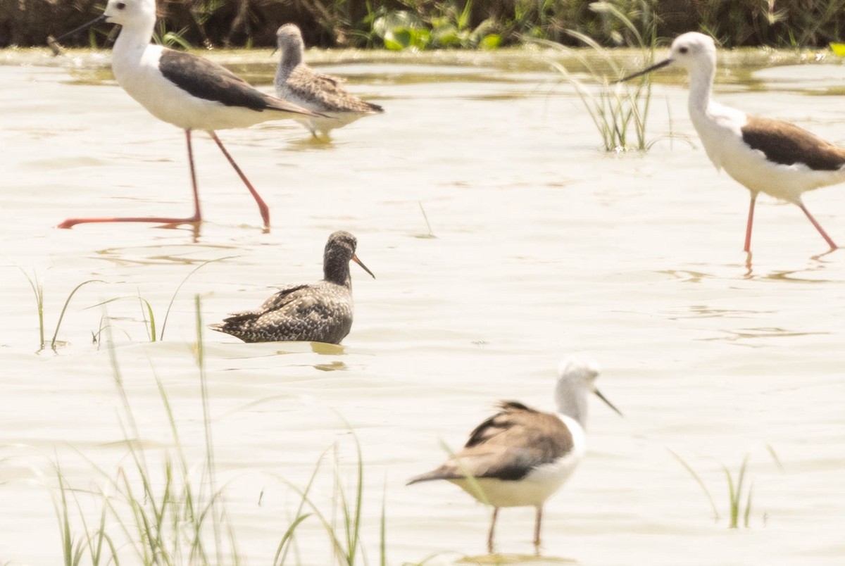 Spotted Redshank - ML434557211