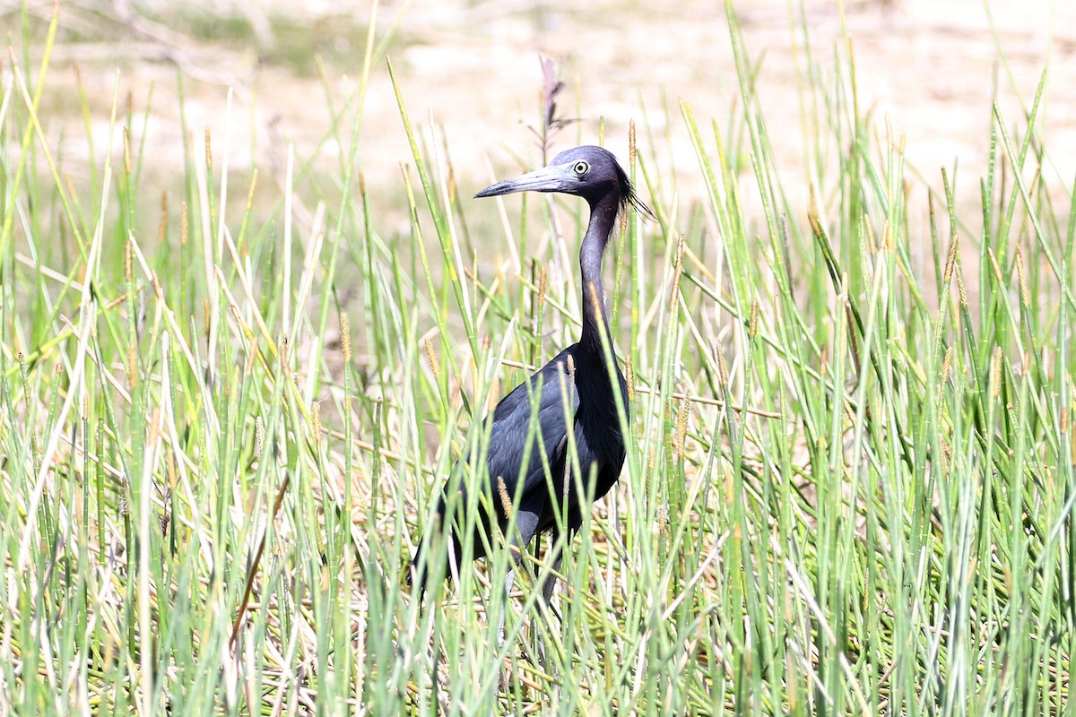 Little Blue Heron - ML434557391