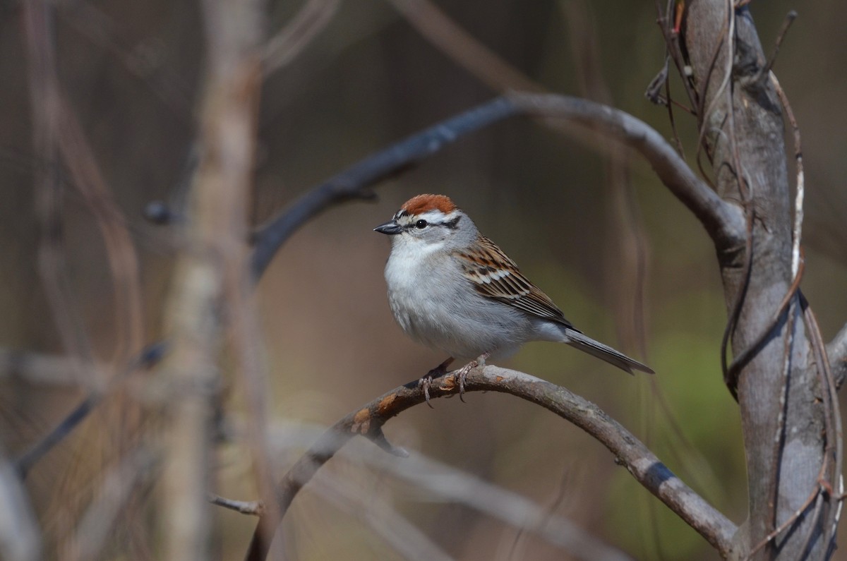 Chipping Sparrow - ML434558621