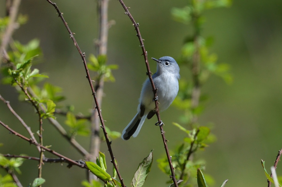 Blue-gray Gnatcatcher - ML434558701