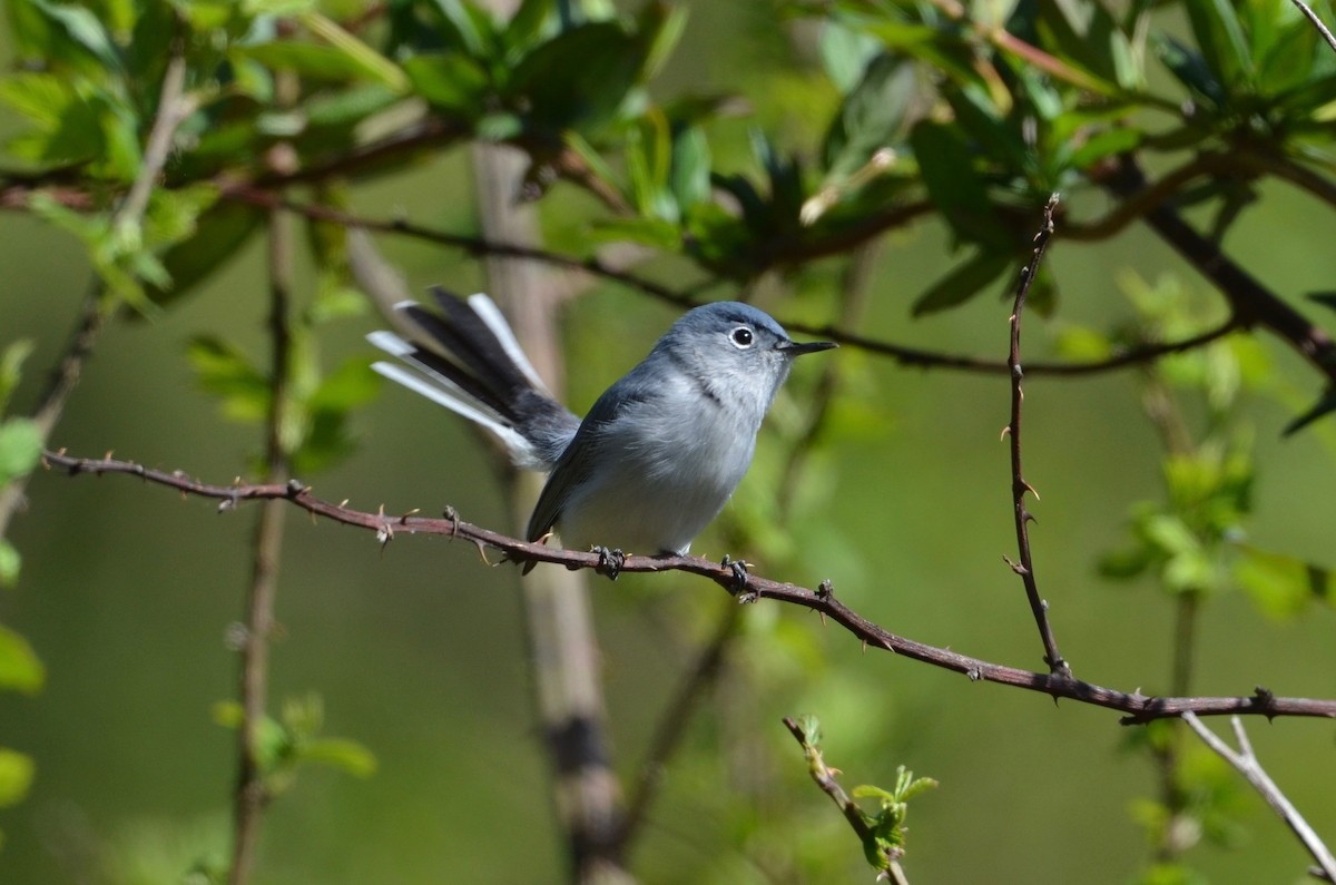 Blue-gray Gnatcatcher - ML434558851