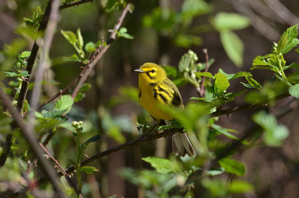 Prairie Warbler - ML434559151