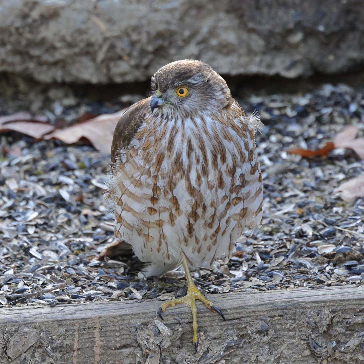 Sharp-shinned Hawk - ML434559321