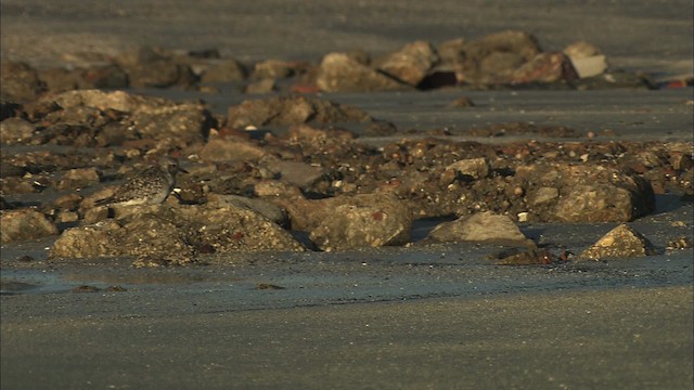 Black-bellied Plover - ML434561