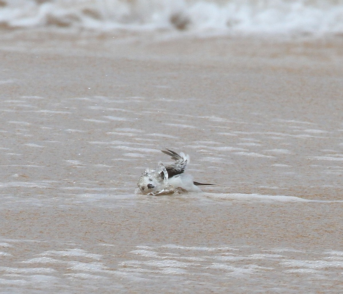 Sanderling - ML43456211