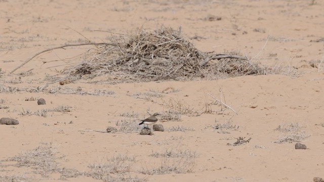 Northern Wheatear - ML434562111