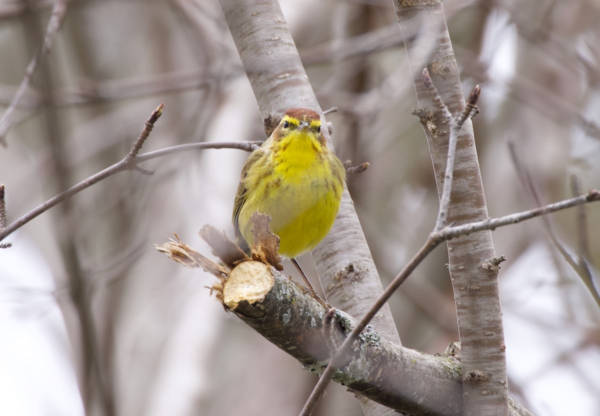 Palm Warbler (Yellow) - James Sawusch