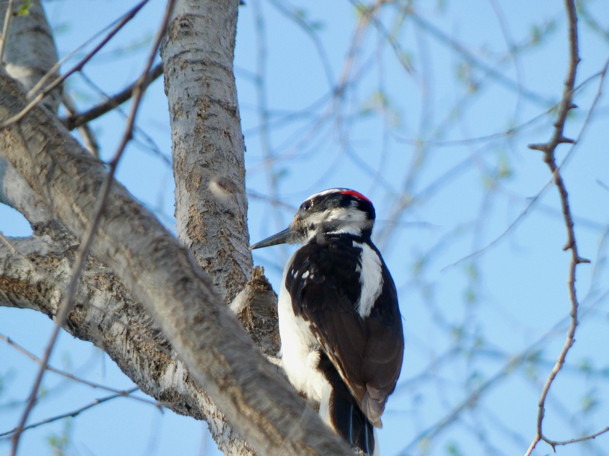 Hairy Woodpecker - ML434563101