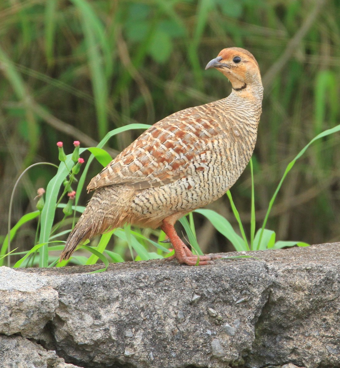 Gray Francolin - ML43456331