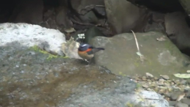 Collared Bush-Robin - ML434563381