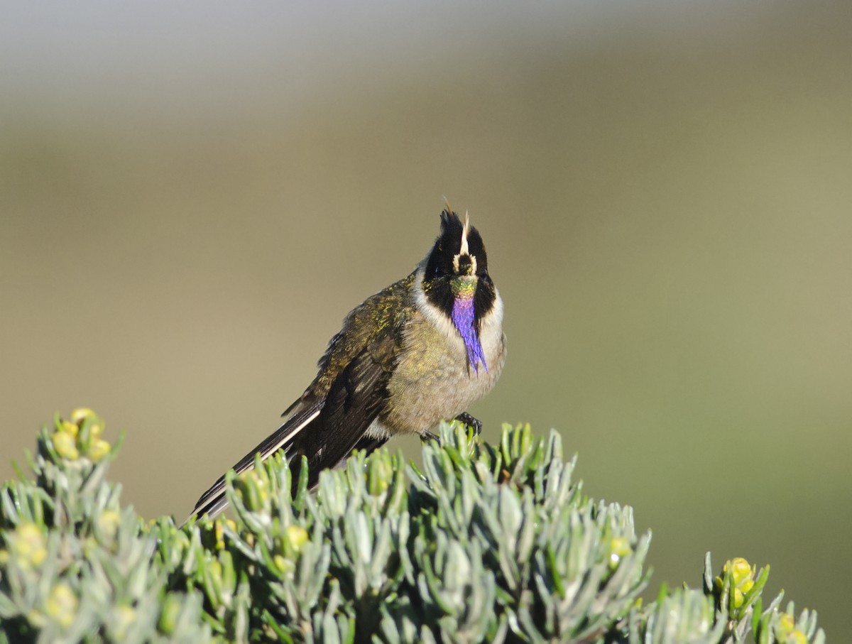 Buffy Helmetcrest - ML43456341