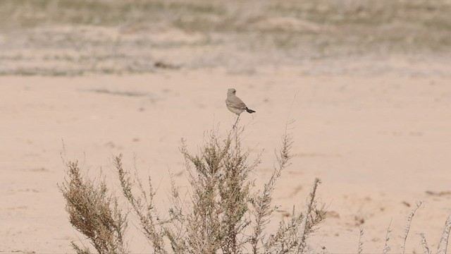 Isabelline Wheatear - ML434563481