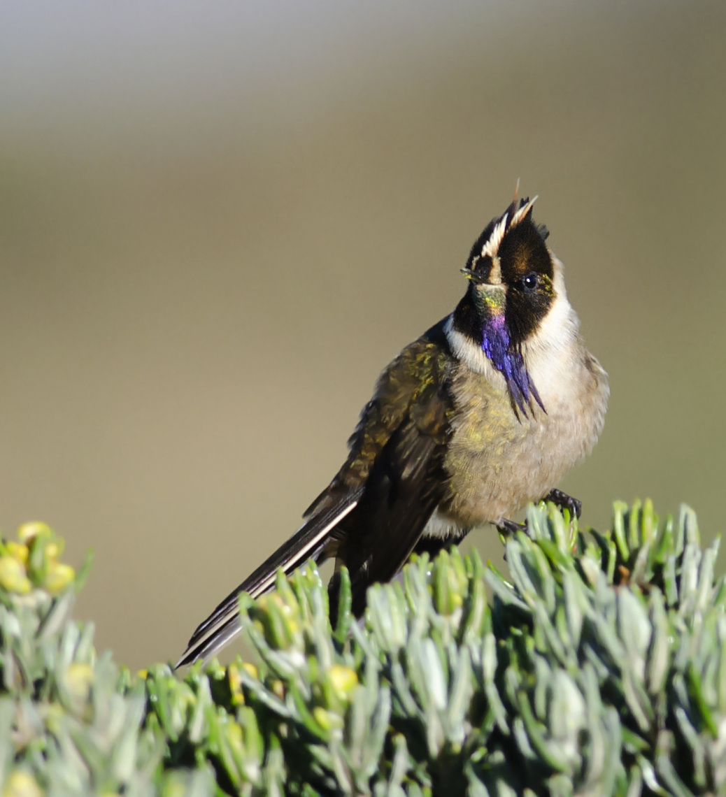 Buffy Helmetcrest - ML43456361