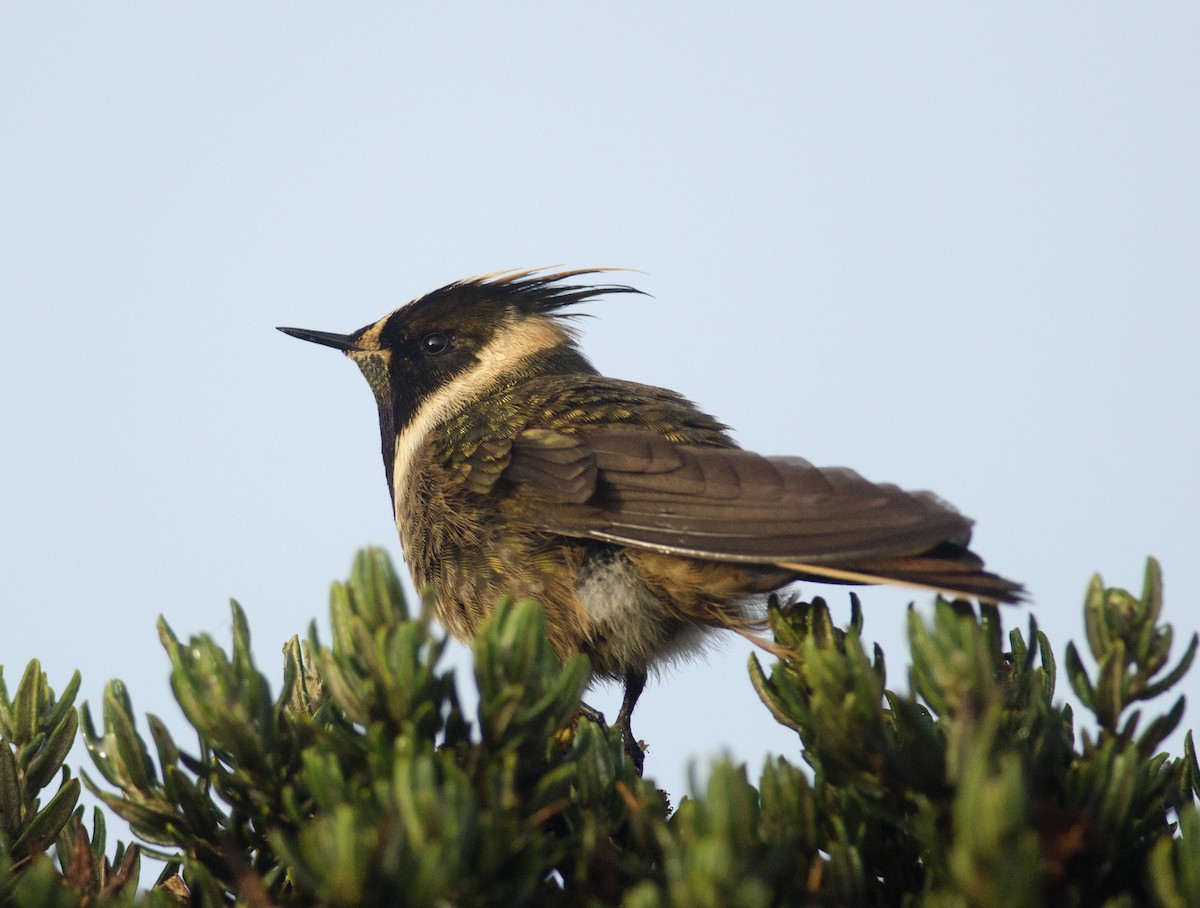 Buffy Helmetcrest - ML43456381