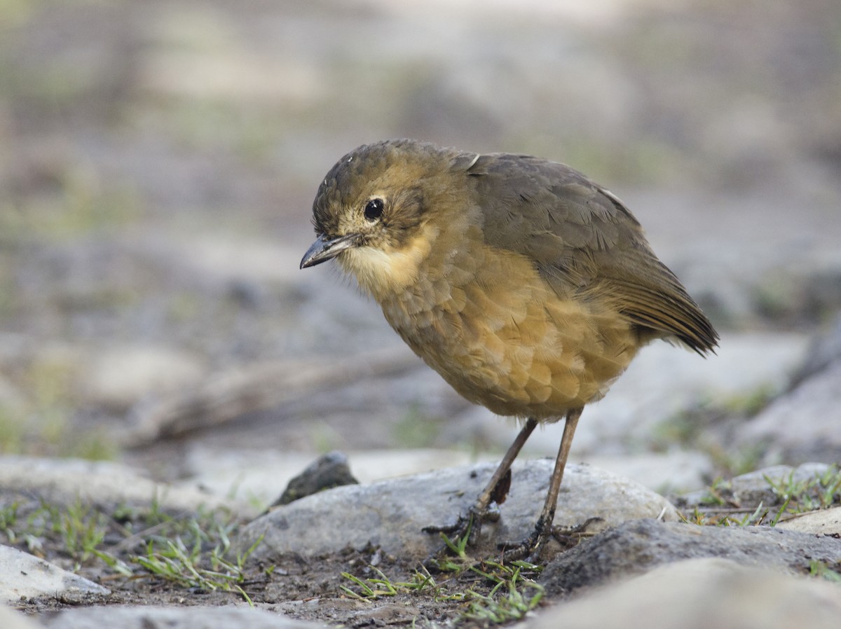 Tawny Antpitta - ML43456391