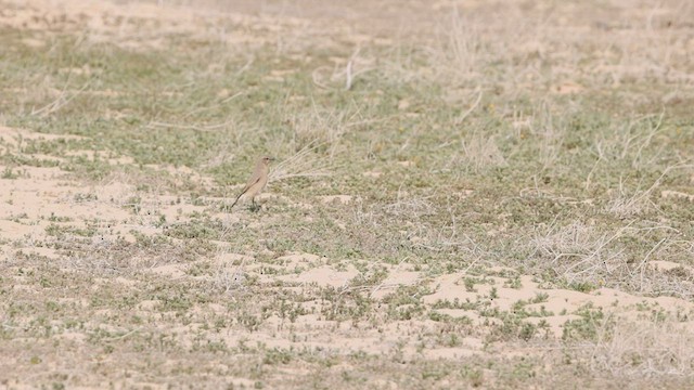 Isabelline Wheatear - ML434565051