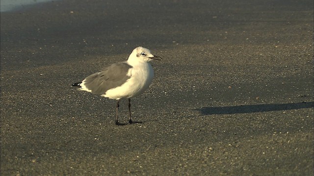 Willet - ML434566