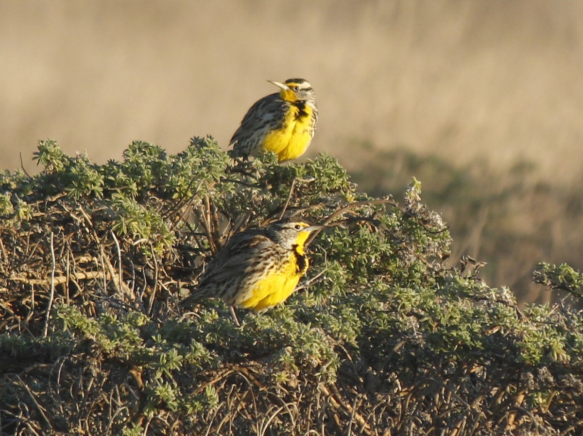 Western Meadowlark - Esme Rosen