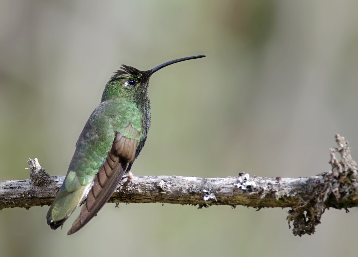 kolibřík aksamitový - ML43456721