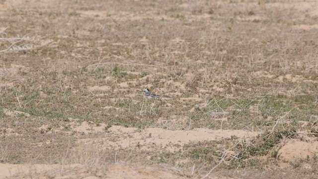 White Wagtail - ML434567451