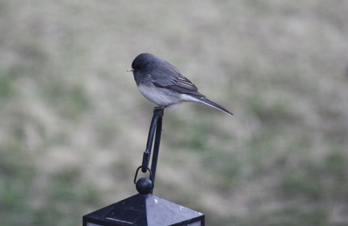 Dark-eyed Junco (Slate-colored) - ML434567631