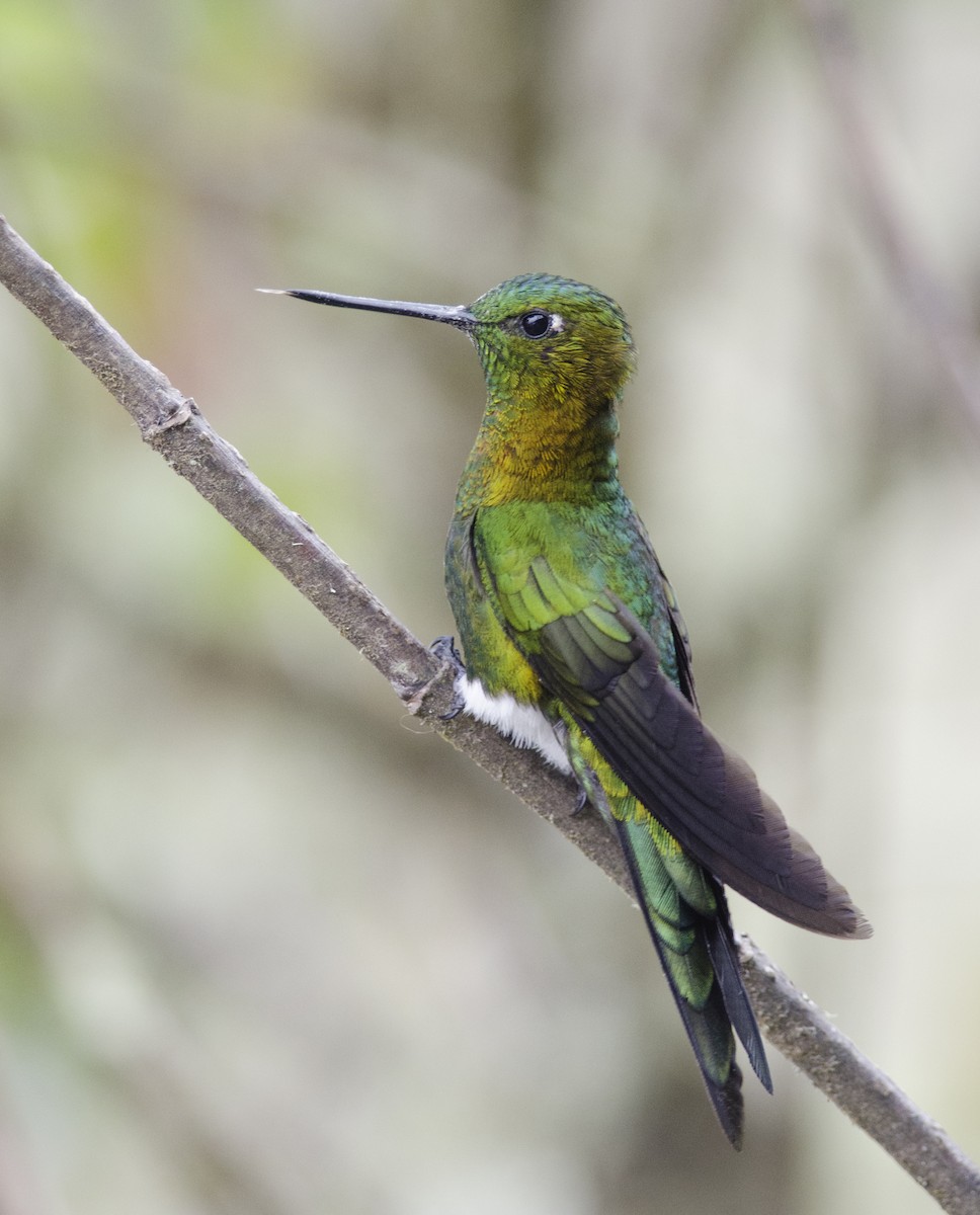 Golden-breasted Puffleg - Joshua van der Meulen
