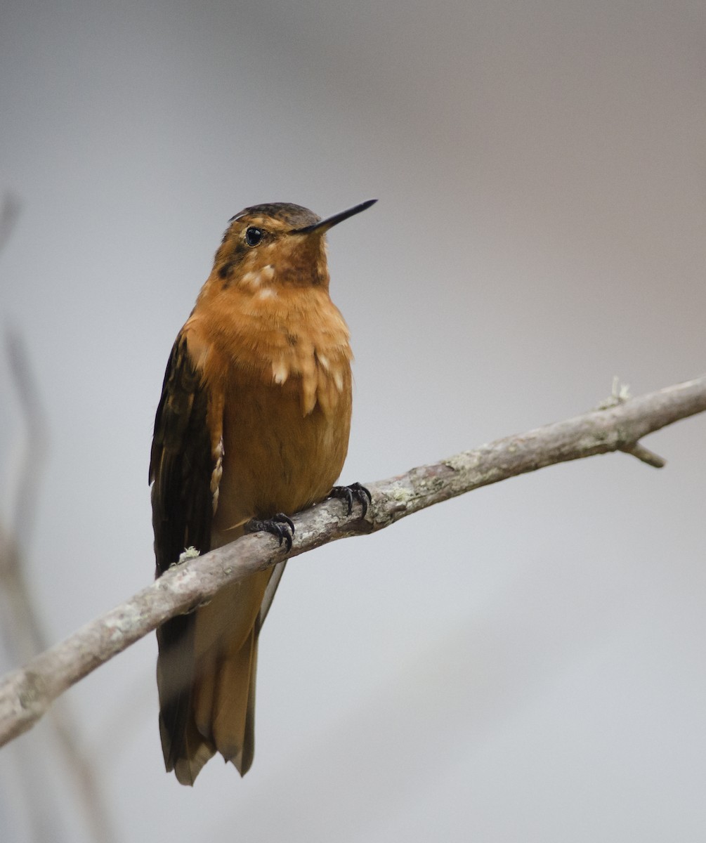 kolibřík duhovohřbetý - ML43456811