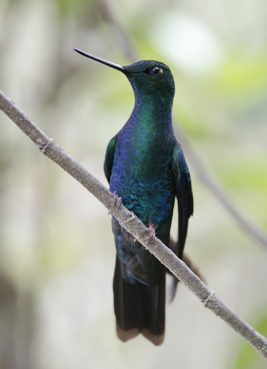 kolibřík modrokřídlý - ML43456861