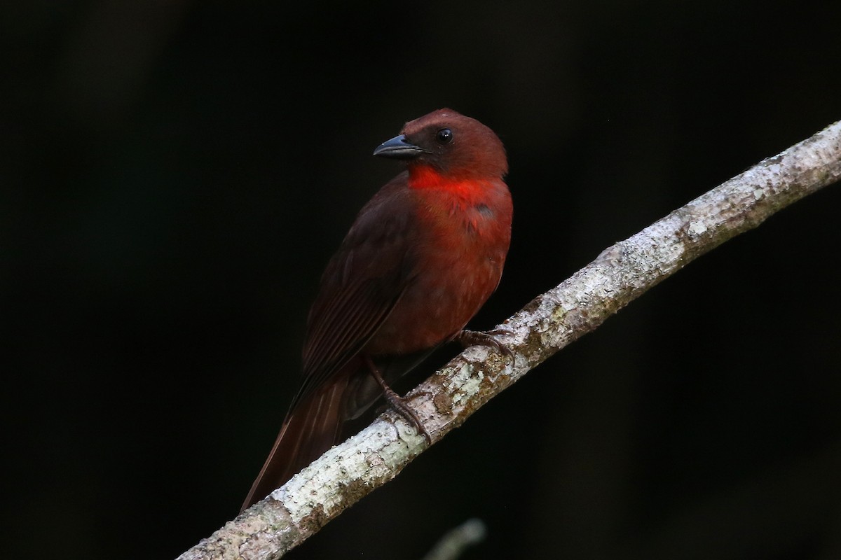 Red-throated Ant-Tanager - ML434569151
