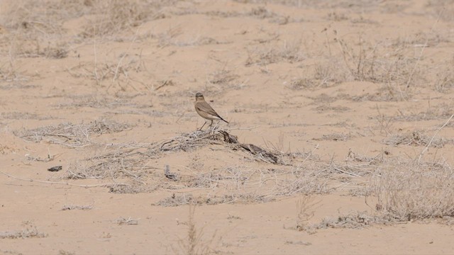 Isabelline Wheatear - ML434569511