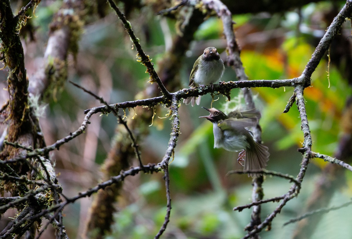 Black-throated Tody-Tyrant - ML434570761