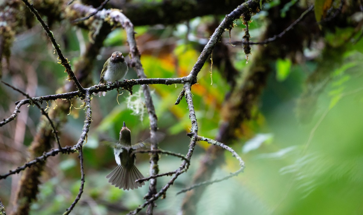 Black-throated Tody-Tyrant - ML434570951